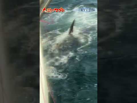 100kg class bluefin tuna appears on the sea surface Moment video Oma tuna fishermen Minami Brothers