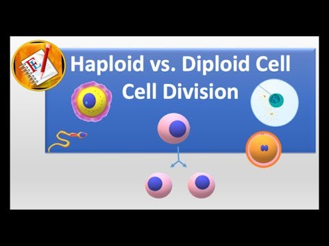 Haploid vs Diploid cell and Cell division