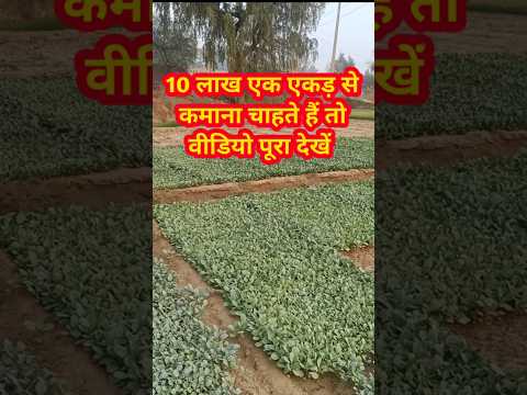 आधे एकड़ से 5 से 6 लख रुपए कमा सकते हैं इस प्रकार की खेती // nursery// how to grow nursery