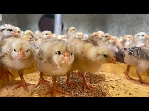 Secrets to raising healthy chicks and tips for you - chicken farm