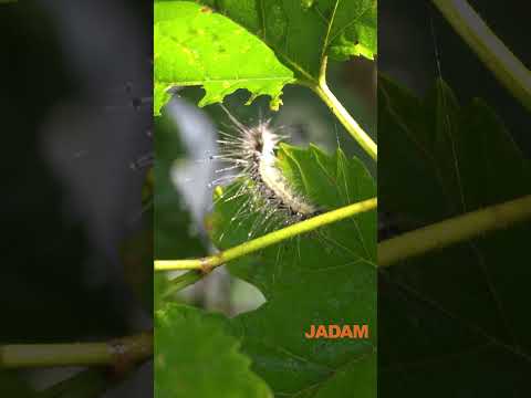 미국흰불나방 완벽방제 Control Fall Webworm perfectly #미국흰불나방