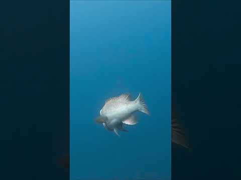 コブダイのラブダンス❤️ Dance of Asian sheepshead wrasse