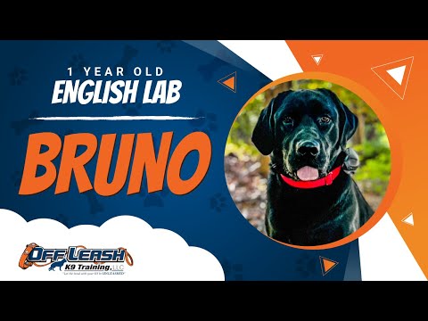 Bruno | 1Yo. English Lab | Best Dog Trainers in Vienna Va.| Off Leash K9 Training