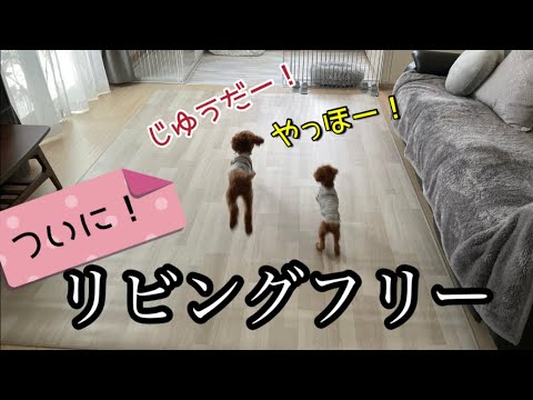 【トイプードル】リビングフリーにしました！