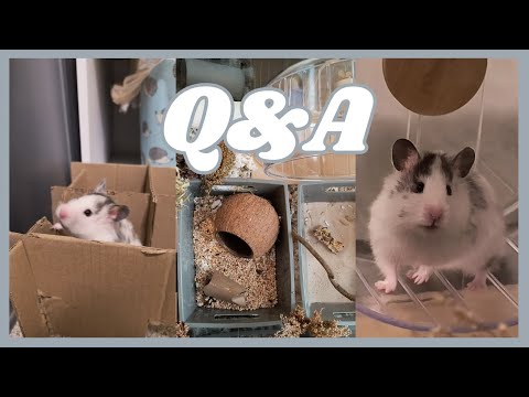 HAMSTER Q&A! 🐹💫🥰// 1.5k subscriber special