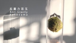 How to made an Anti-Gravity Kokedama-反重力苔玉製作-by 植屋