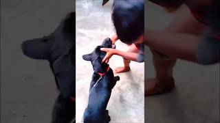 Labrador dog #labrador #doglove #chiku #chikulabradordog #trending #dogvideo #trendingshorts