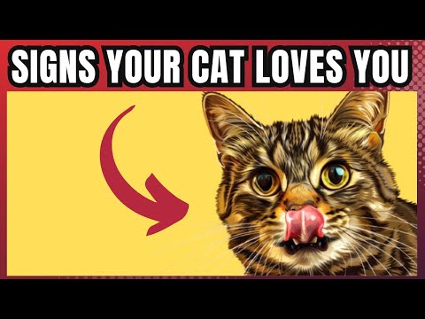 How To Tell If Your Cat Loves You (13 Unique Ways Cats Show Their Love)