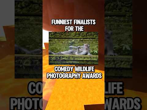 Nikons funniest wildlife photography award finalists! 💀