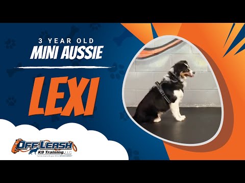 3 Y/O Mini Aussie (Lexi) | Best Dog Trainers in America