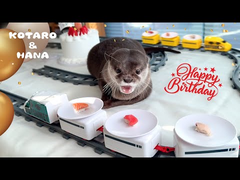 Otter Kotaro’s Otterly Awesome Sushi Train Birthday Party!