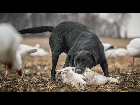 Duck Hunting Dogs: "Teamwork" - Fowled Reality