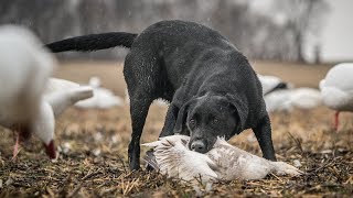 Duck Hunting Dogs: "Teamwork" - Fowled Reality