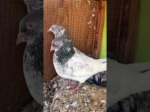 kalsira pigeon || #shortsfeed #birds #kingflyingpigeons #trendingshorts #ytshorts #pigeon