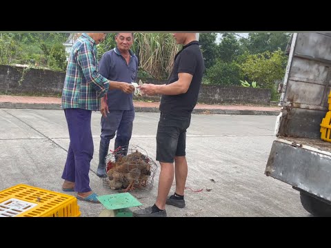 Bringing chickens to the street to sell - Poultry business