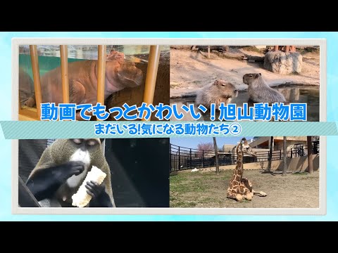 動画でかわいい！旭山動物園＜気になる動物たちその②＞