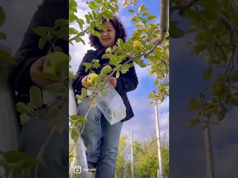 採蘋果🍎！Picking apples!#apples #japantravel #aomori #hirosaki #弘前 #日本旅行