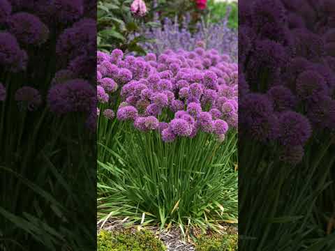 💜  'Serendipity' Ornamental Onion (Allium hybrid)