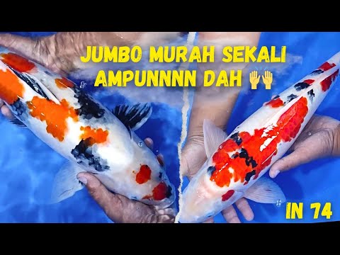 MAU IKAN KOI JUMBO HARGA MURAH SEKALI SINI SINI KAMI REVIEW KAN DI ARINOR KOI 🥰💕