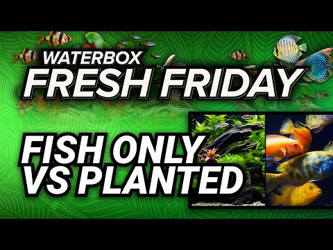 Fresh Friday - Fish Only vs. Planted Aquarium