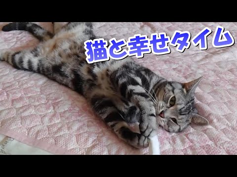 猫がいると幸せだー！ボーナスタイムのソラさん（アメリカンショートヘア）