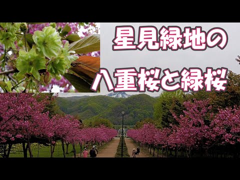 星見緑地の八重桜と緑桜2023/5/8