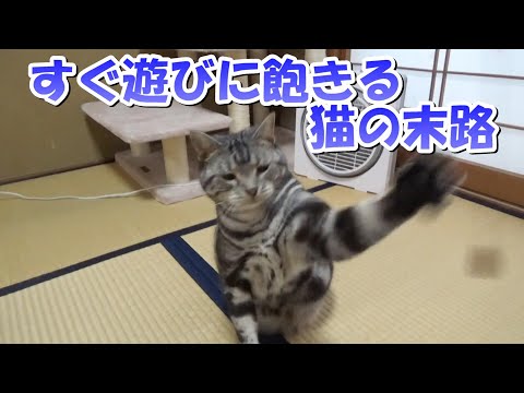 すぐ遊びに飽きる猫の末路（アメリカンショートヘア）