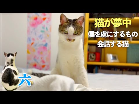 【会話する猫】そして愛猫が夢中になった、六史上「最強の猫じゃらし」 | [生まれ変わりの猫] 六 (Roku)