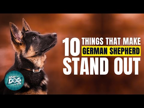 10 Things That Make a German Shepherd Stand Out