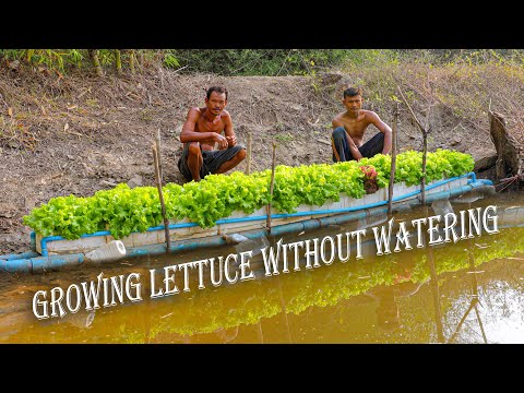 Building a Small Floating Farm to Grow Lettuce Without Watering, High Productivity - Farm Channel