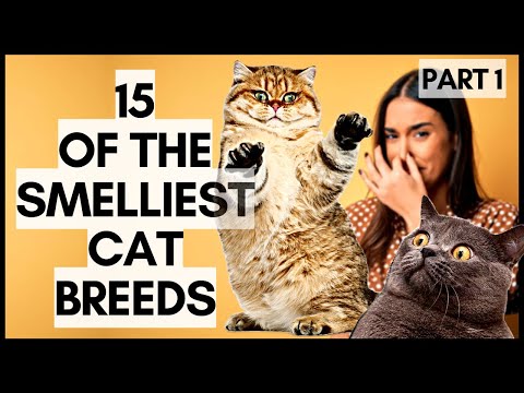 15 of the Smelliest Cat Breeds (Part 1)