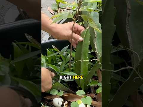 How mom propagates her dragon fruits from cuttings! #dragonfruit #propagation