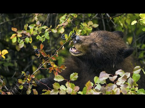 As seed-hauling animals decline, some plants can’t keep up with climate change