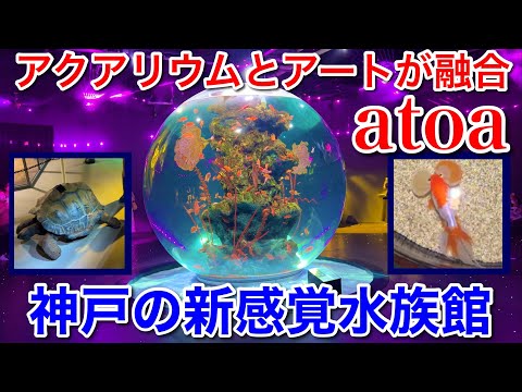 【神戸観光】神戸の新感覚水族館 atoa-アトア-に行ってみた○