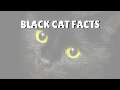 Facts About Black Cats | Two Crazy Cat Ladies