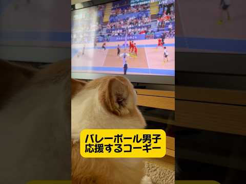 オリンピックバレーボール男子頑張れ🐶日本から応援してます‼️‼️#犬動画 #オリンピック#応援犬#バレーボール男子#頑張れ日本#コーギー #わんこ動画 #パリオリンピック#コーギー犬 #いぬ