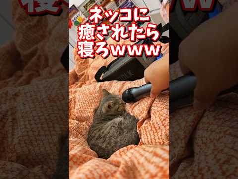 ネッコの動画で癒されたら寝ろｗｗｗ　#2ch #2ch動物スレ #2ch面白いスレ #動物 #犬 #猫 #癒やし #ねこ