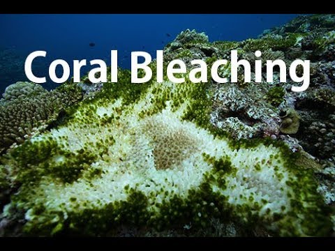 白化して台風でバキバキになったサンゴ😢Corals Destroyed by Storms - Coral Bleaching before&after -