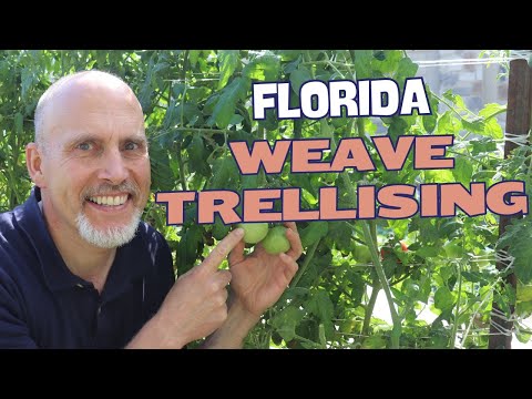 How to Florida Weave Tomatoes!