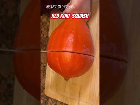 Red Kuri squash 红栗南瓜