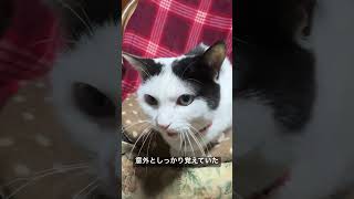 クセがすごい我が家からの卒業生猫のお宅を訪ねた結果… #cat  #猫  #ねこ  #animal  #cute  #猫のいる暮らし #shorts