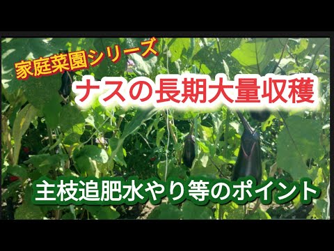 【ナスの大量収穫】主枝は切らず。脇芽のナスは切って、切り戻し。隔週のリン酸とカリの追肥で収穫。【家庭菜園シリーズ】