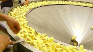 Incredible Broiler Chicken Farming - Poultry Farm. Amazing Modern Chicks Poultry Farming Technology