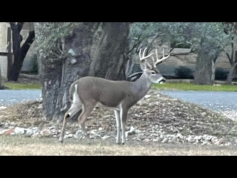 Early morning Buck Fighting 🥊