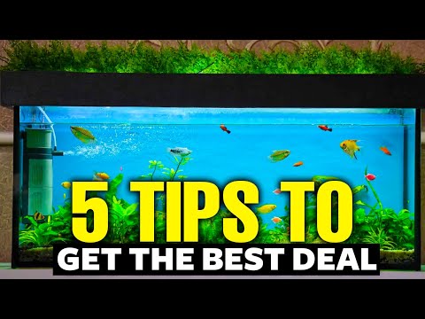 How To Get A CHEAP Fish Tank (5 Ways) 💵!