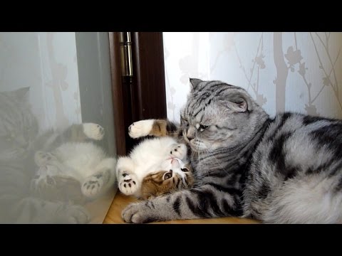 From stress to love | Cat and Kitten relationship