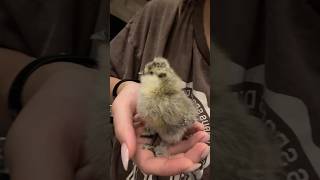 Cute silkie chicks! #farmlife #chicken #silkies #babyanimals #babybirds #babychicks