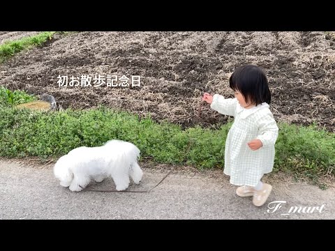 初お散歩記念日　-ビションフリーゼ犬-