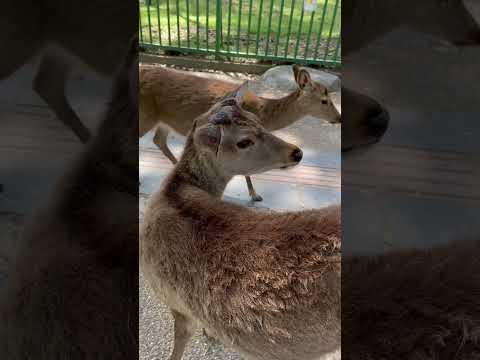 62)奈良公園で叫ぶ女学生