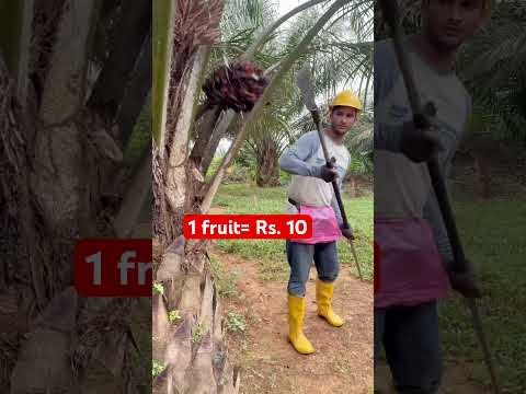 1 fal 10 rupaya #malaysia #india #shorts #ytshortsvideo #viralshort #foryou #harvesting